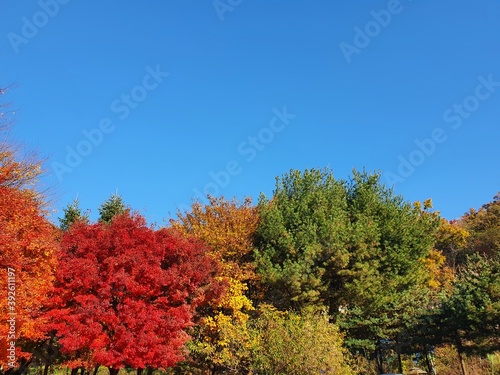 Maple trees in the autumn
