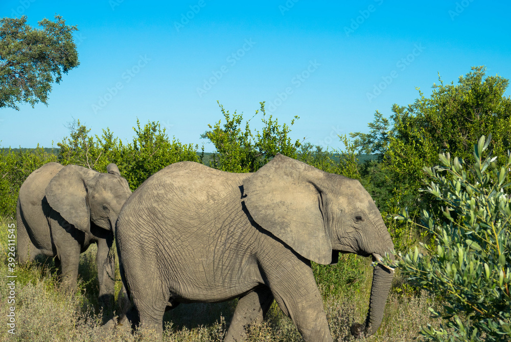 African elephants walking in the savannah and searching for food, surrounded by green vegetation during the rain season, national park africa