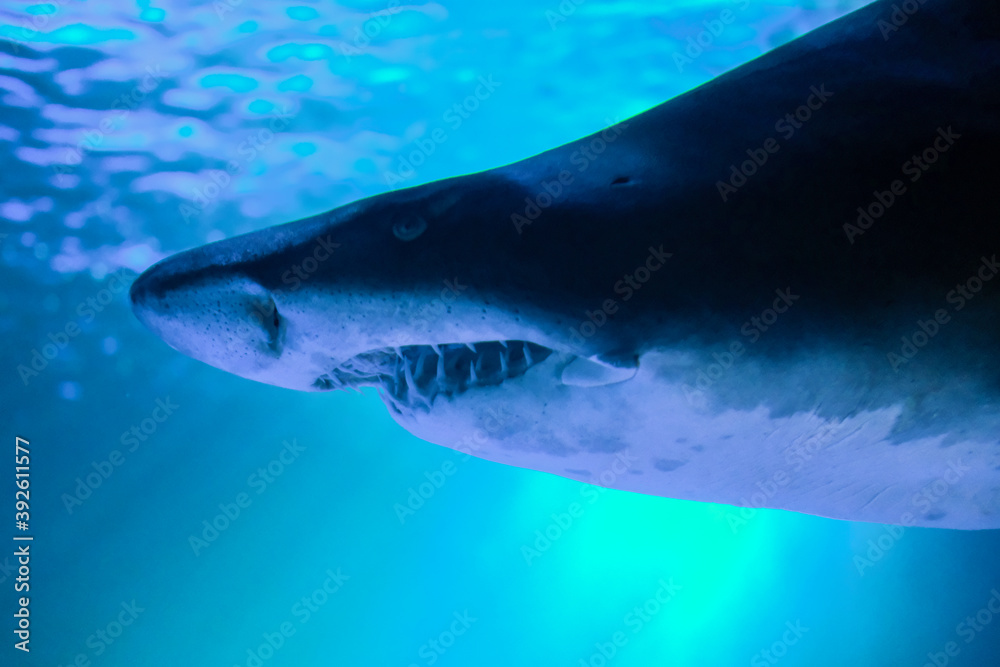 Naklejka premium 迫力のあるシロワニ