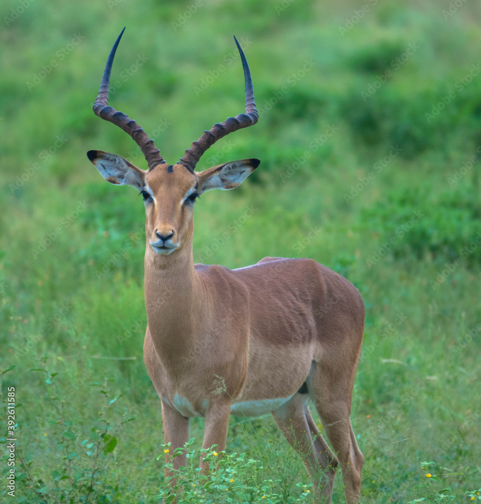 Naklejka premium Portrait of an Impala antelope in the savannah, South africa