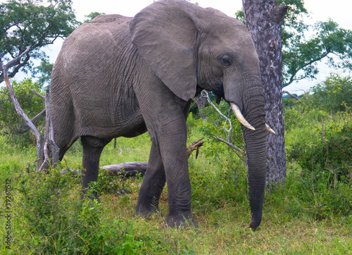 Elephant in the middle of lush vegetation  natural habitat