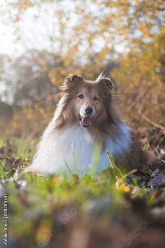 Adorable autumn gold rough collie lying in a park