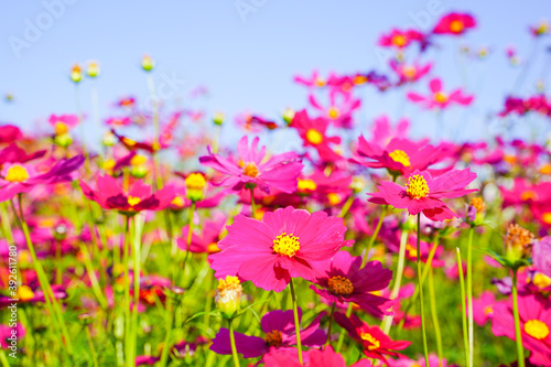 Cosmos flowers in a park © a