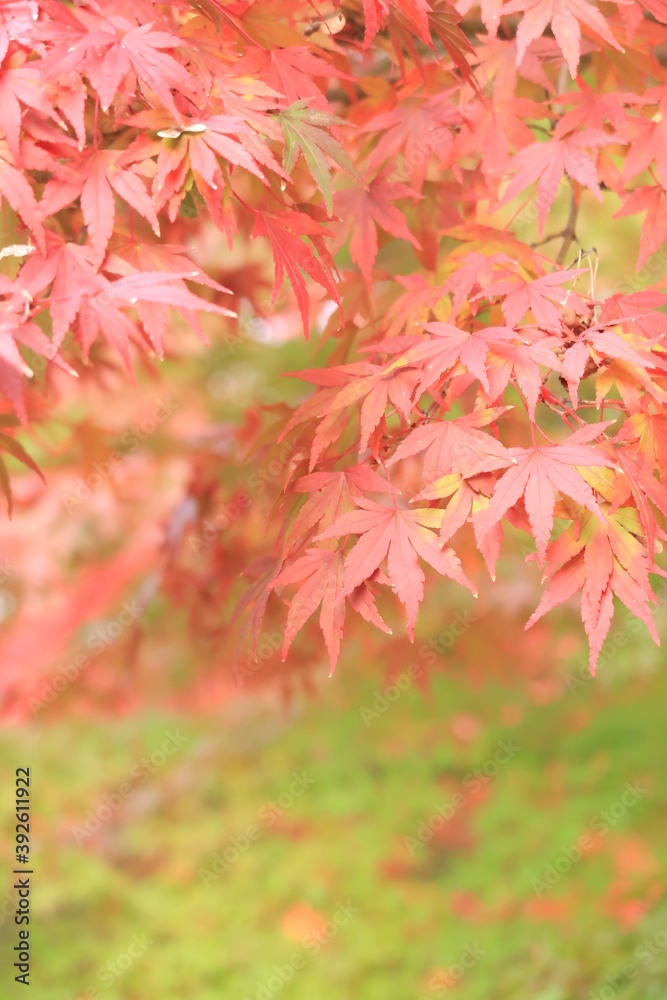 red maple leaves