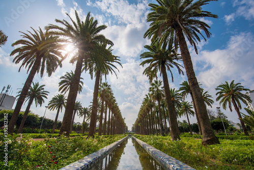 Panorama of Palm trees in The Arab League Park ( Parc de la Ligue Arabe ) in Casablanca, Morocco. Main attraction and beautiful green garden in the center of the city. next to the Cathedral