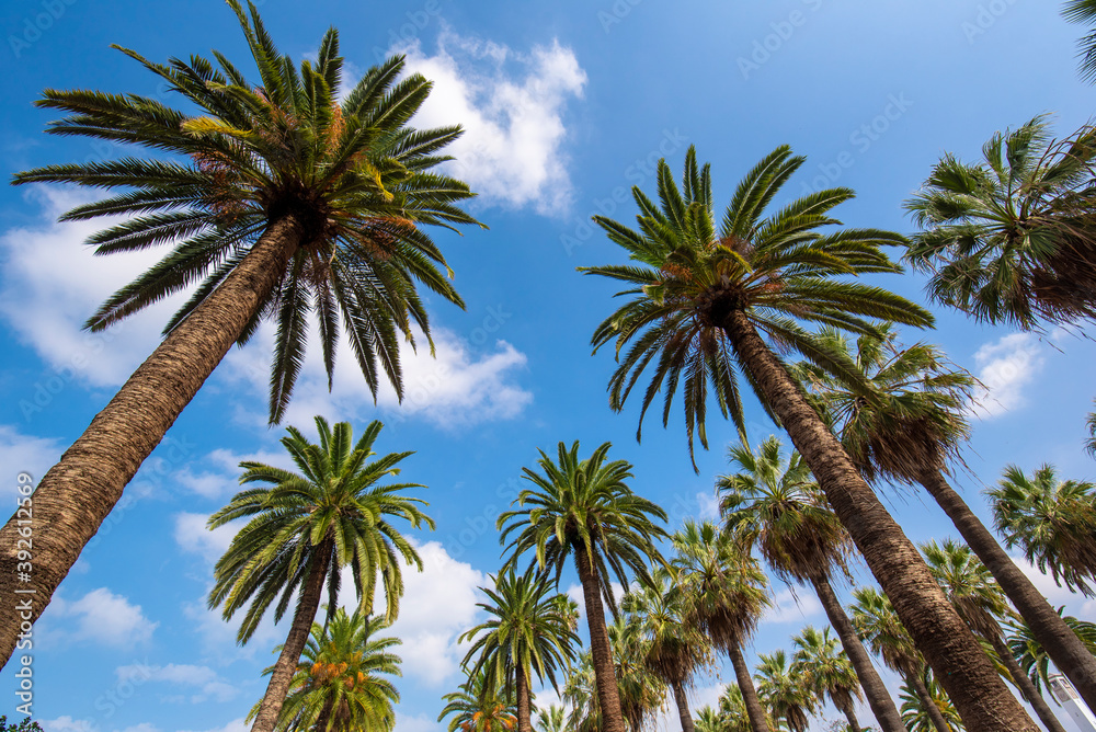 Palm trees at blue sky background in Casablanca, Morocco. Main attraction and beautiful green garden in the center of the city Palm trees at blue sky background in Casablanca, Morocco. Main attraction and beautiful green garden in the center of the city
