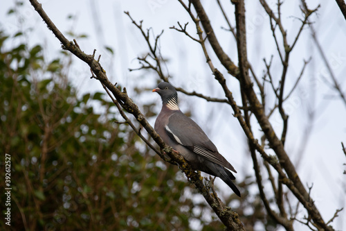 Pigeon perching on a tree branch