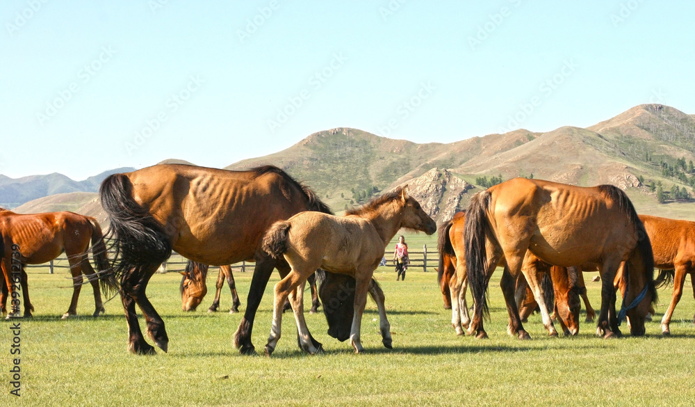 Horses in the mongolian steppe. Landscape with wild horses near the mountain. Horses in the mongolian steppe. Landscape with wild horses near the mountain.
