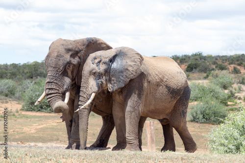 Addo Elephant National Park  two eloephant pals at the waterhole in searing summer heat