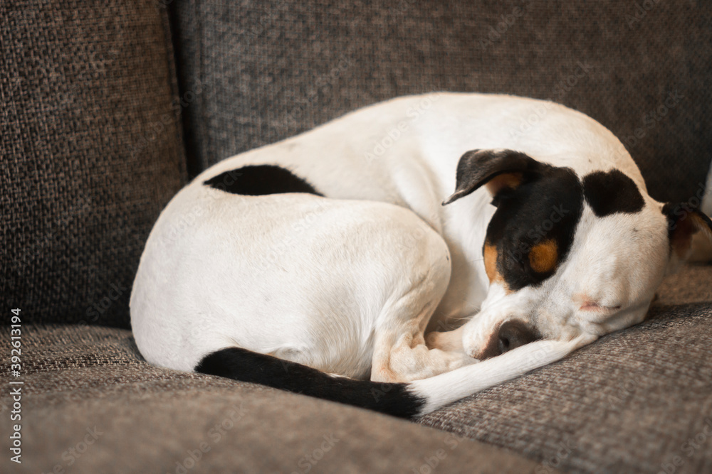 Close up, adorable young american stanford mongrel dog, with black spots, resting on a sofa, selective focus Close up, adorable young american stanford mongrel dog, with black spots, resting on a sofa, selective focus
