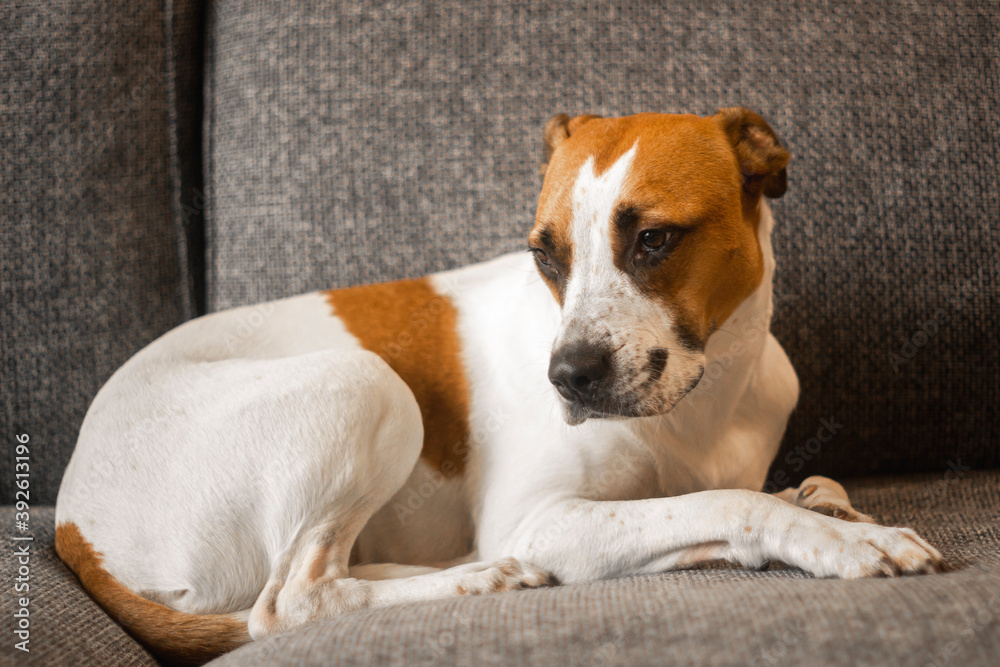 Close up, adorable young american stanford mongrel dog, with brown spots, resting on a sofa, selective focus