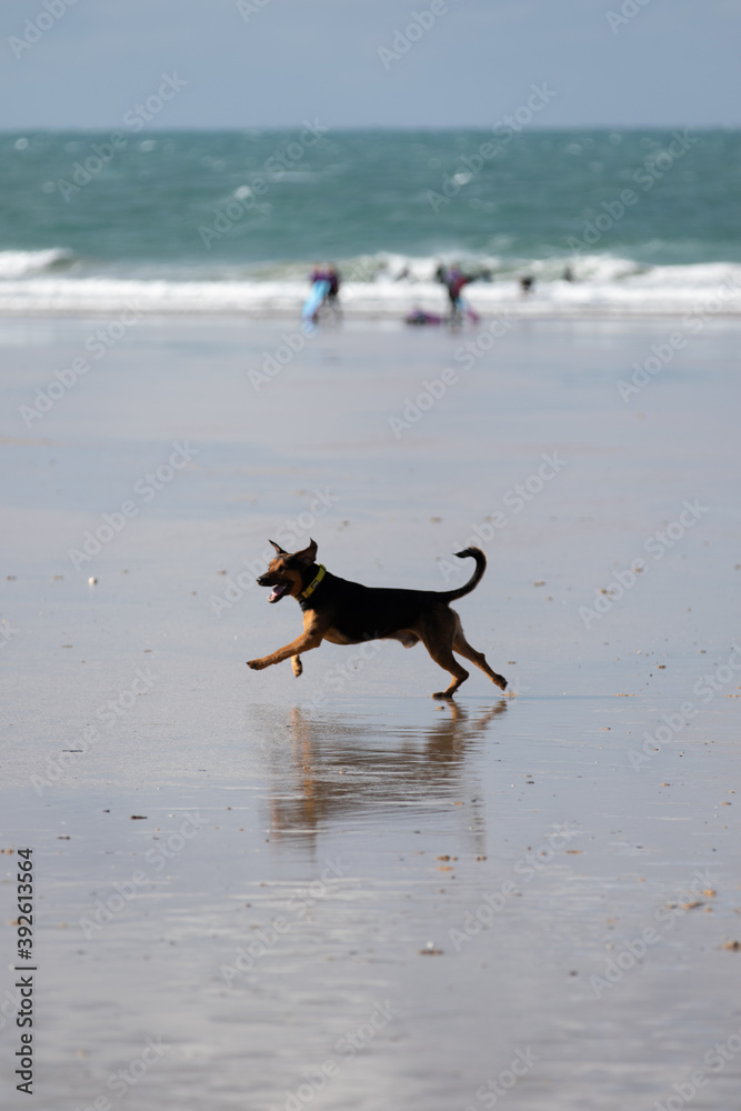 Happy dog running along a beach Happy dog running along a beach