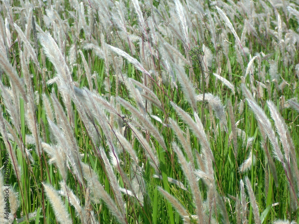 Fototapeta premium 一面のチガヤの穂