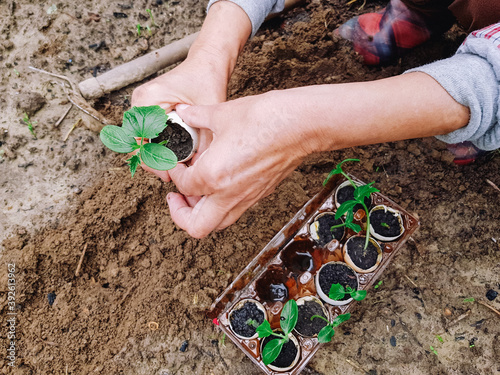 Photography Planting cucumber plants from eggshells into open soil