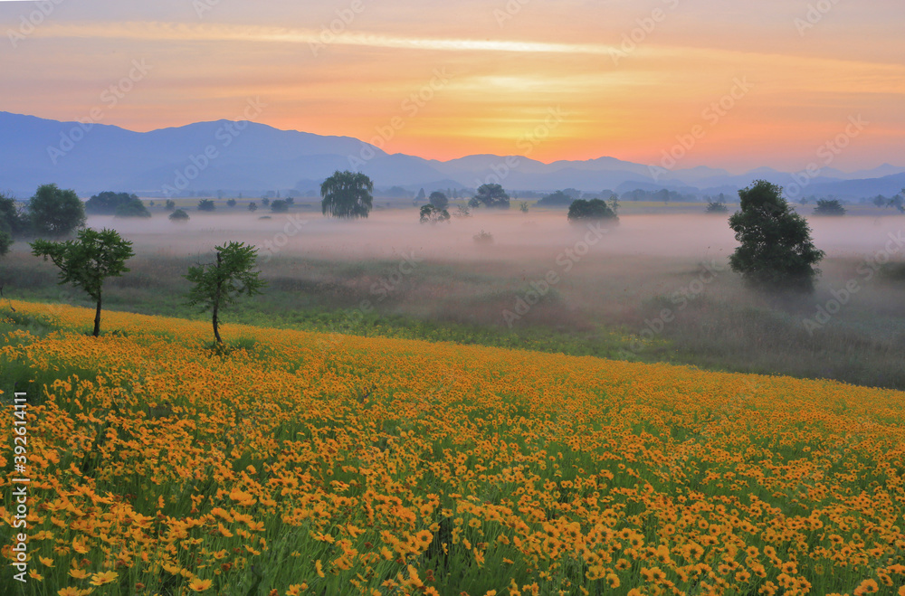 Golden-Wave in Gumi, South Korea