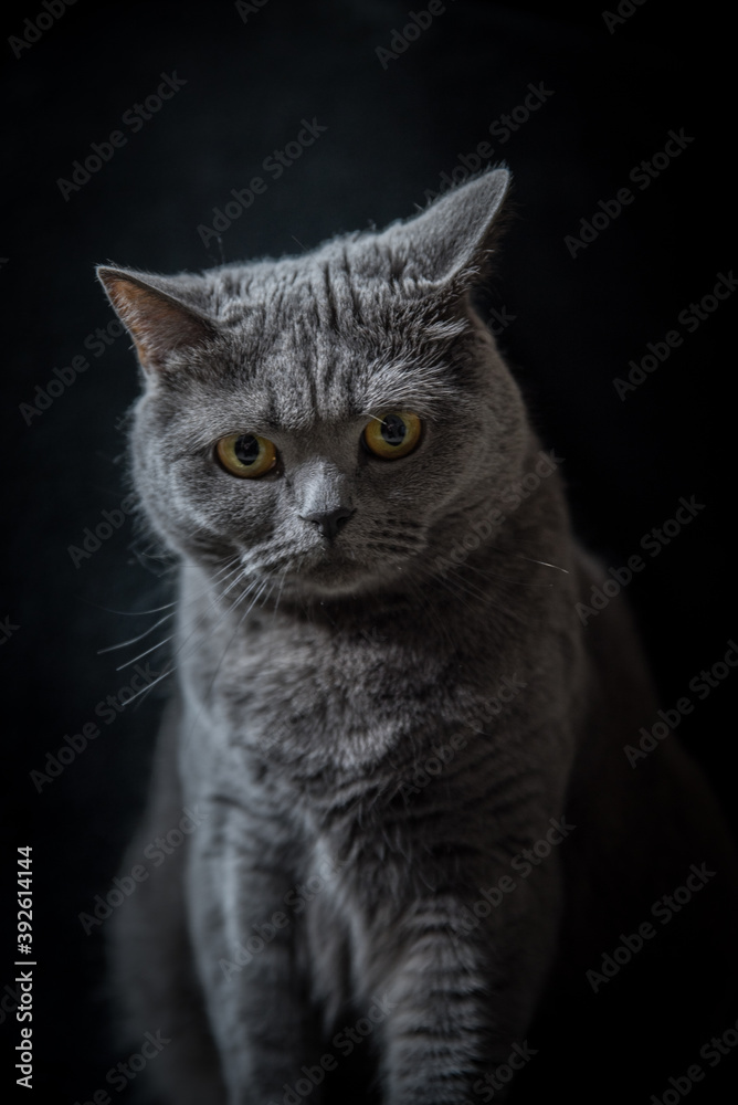 Kot Brytyjski portret tło Cat
