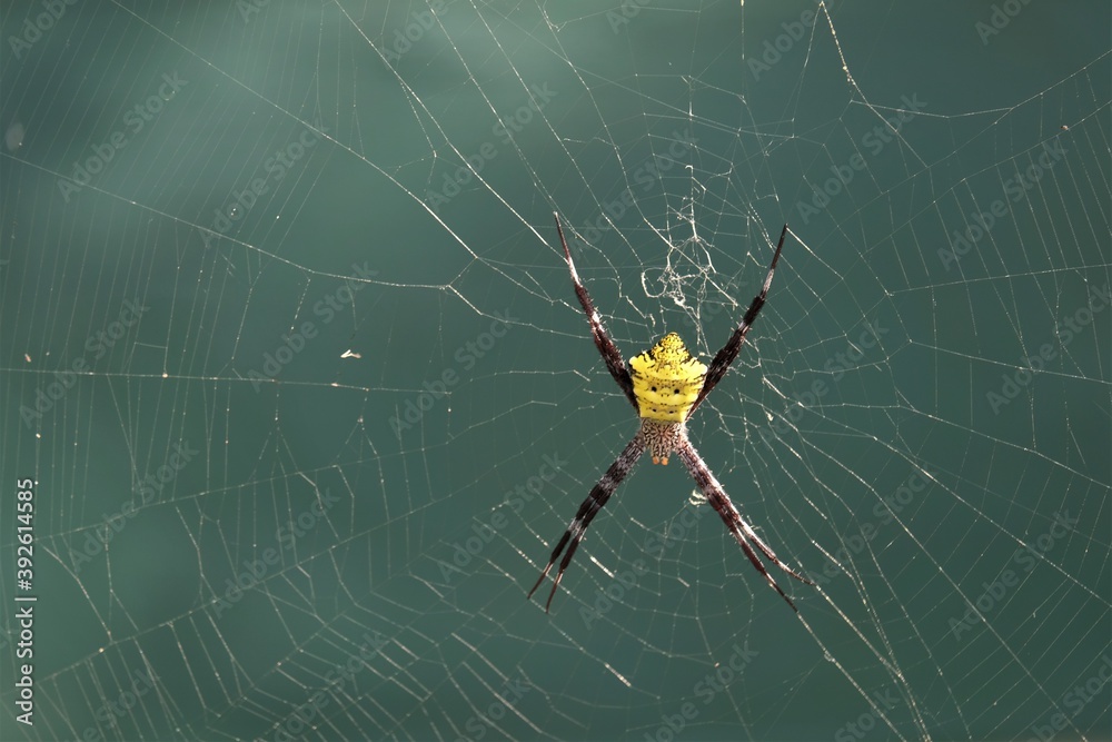 Photo of a Yellow Spider, order Araneae are air-breathing arthropods that have eight legs and chelicerae with fangs able to inject venom. Photo of a Yellow Spider, order Araneae are air-breathing arthropods that have eight legs and chelicerae with fangs able to inject venom.