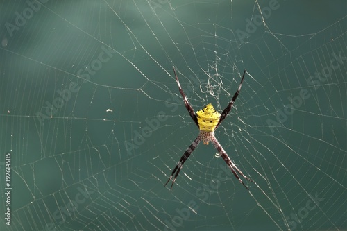 Photo of a Yellow Spider, order Araneae are air-breathing arthropods that have eight legs and chelicerae with fangs able to inject venom.