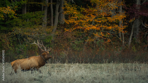 Elk watching in Cataloochee Valley in Smoky Mountains.