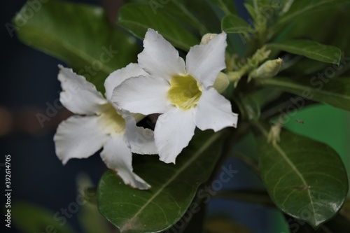 White Adenium Flower. Adenium obesum is grown as a houseplant in temperate regions. Adeniums are appreciated for their colorful flowers  but also for their unusual  thick caudices.