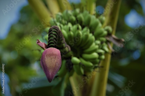Photo of Banana inflorescence with selective focus