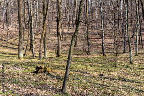 The forest in early spring 