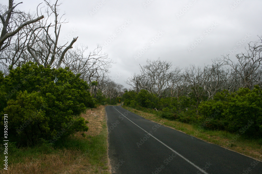 Naklejka premium Great Ocean Road, Victoria, Australia