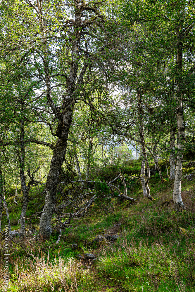 Fototapeta premium Trees in a forest with a meadow around it