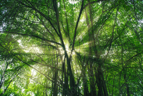 Sun rays of light through green tree