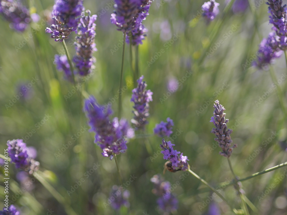Obraz premium Provence
