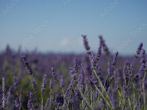 Plateau de Valensole