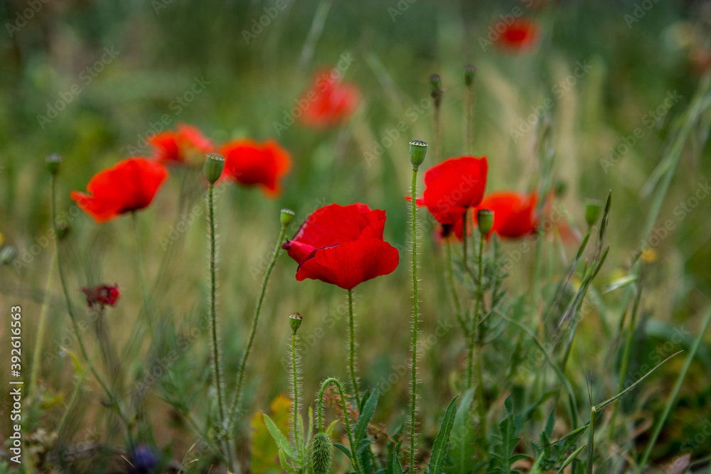 Poppies growing in a field. Green grass, yellow, red flowers Poppies growing in a field. Green grass, yellow, red flowers
