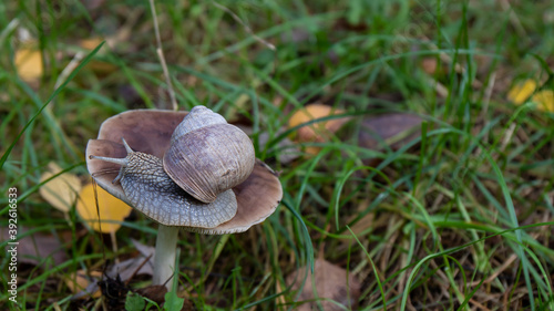 Funny brown and white striped escargot snail (Helix pomatia) glides over an edible mushroom in the autumn forest. Wonderful wildlife.