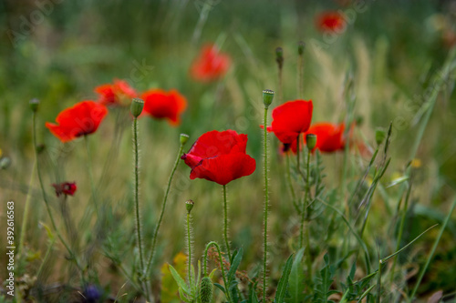 Poppies growing in a field. Green grass, yellow, red flowers