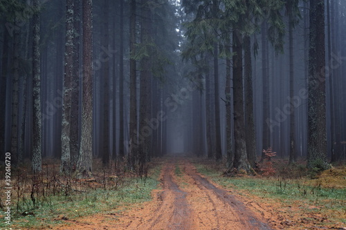A path into a foggy forest