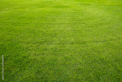 Close-up of green grass background