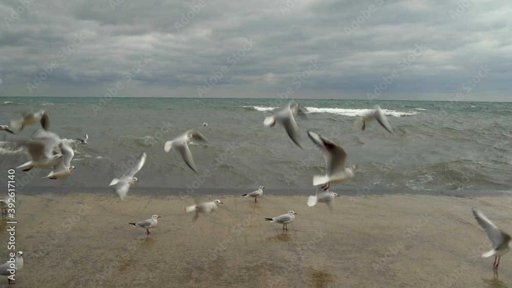 Black-headed gulls and doves on a pier near the sea. Day, sea waves. Black-headed gulls and doves on a pier near the sea. Day, sea waves.