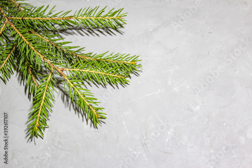 Christmas evergreen spruce tree on gray texture background. Fir branch on the gray beton background. Christmas decoration. Green fir tree branch for christmas. © Irina