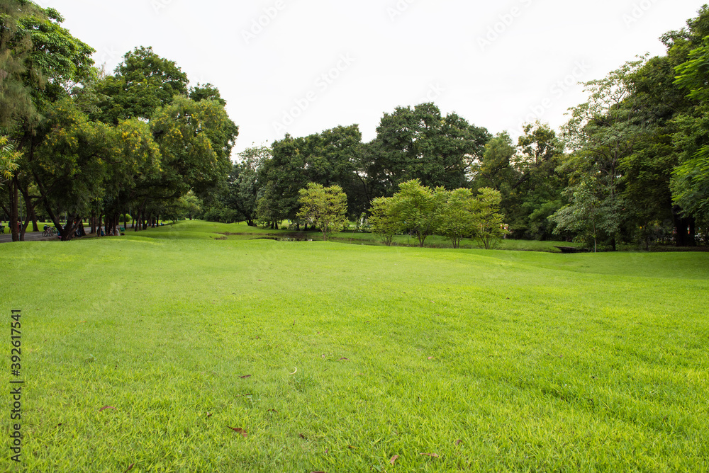 trees in the park