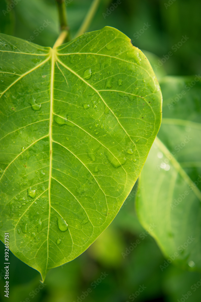 close up of green leaf close up of green leaf