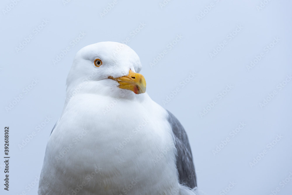 Obraz premium Herring gull at Schoodic Point in the Acadia National Park, Maine, United-States. 
