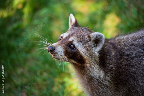 Portrait of lotor common raccoon