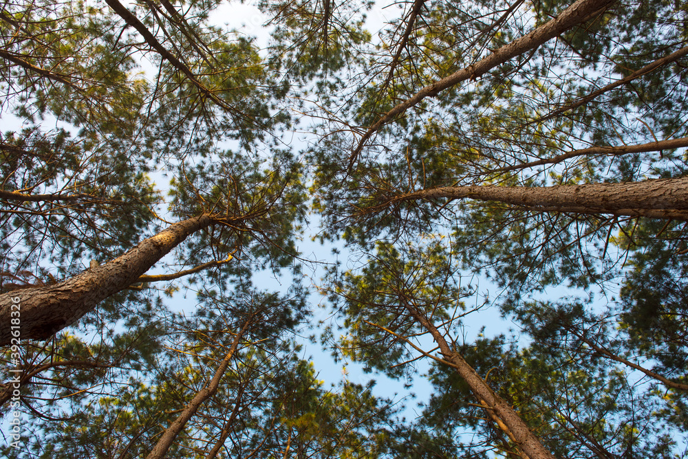 Fototapeta premium Pine forest with blue sky background 
