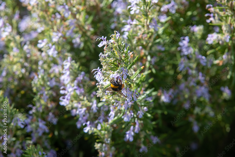 Herbal lavender flowers