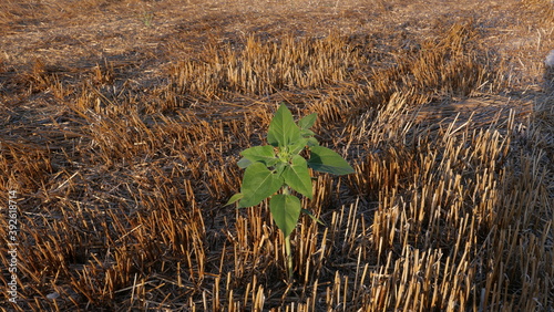 Girasol solitario