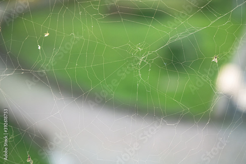 Close-up of the spider web or cob web with midges and flies on warm background of autumn sunset