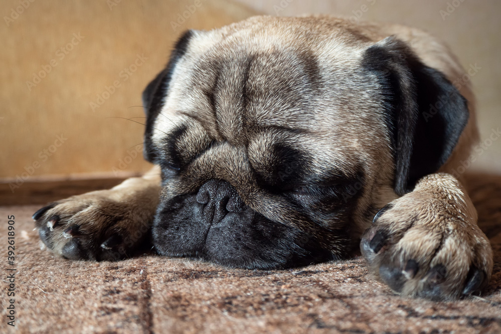 lovely cute pug head shot close up lying and sleeping