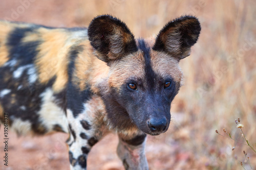 Close-up of an African wild dog in Kafue National Park