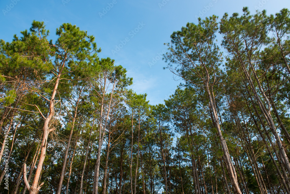Pine forest with blue sky background Pine forest with blue sky background