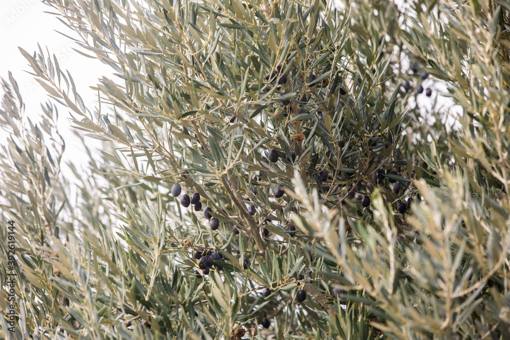 Olive trees in Douro Valley, Portugal Olive trees in Douro Valley, Portugal